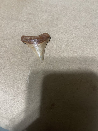 Angus Staton tooth from Swanee River rsv