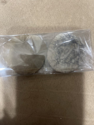 Dendraster gibbsii (Rémond,1863) - late Miocene to Pliocene fossil sand dollar rsv
