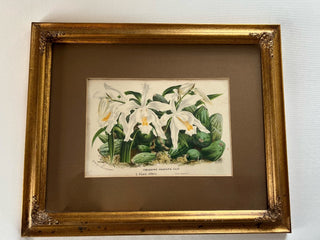 Antique gold framed orchid print art|74468