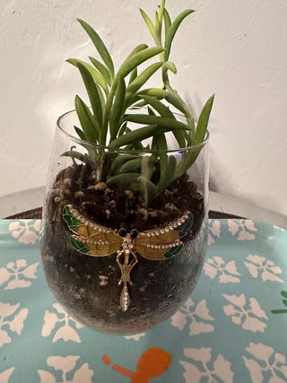 LIVE Plant, Rooted Dragonfly Local Pickup Only MTS|120327