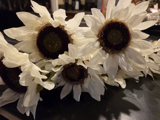Cream sunflowers