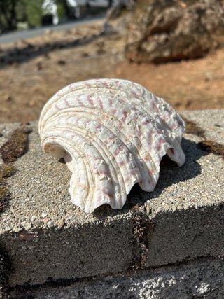 12F Bear Paw Clam Shell 7.5” MTS|94104