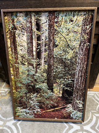 J. Barnett Framed Tree Art|62449
