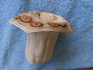 Mushroom candle RCD|81487
