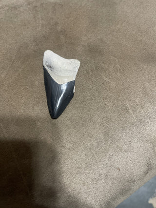 2.8 bone Valley megalodon black with white top rsv