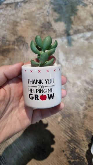 Faux succulent in ceramic pot