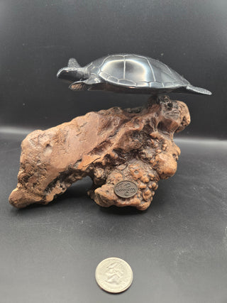 VNT John Perry Sea Turtle on Wood Burl Fol