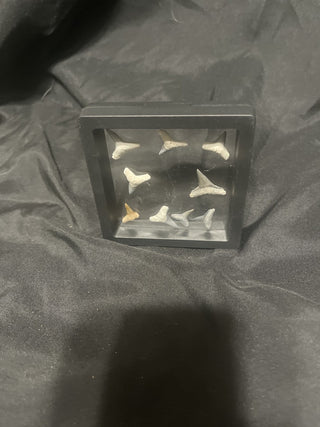 Bone valley lemon shark teeth rsv