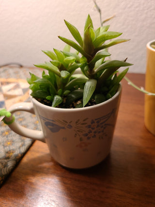 Cuppa Succulents, locally grown, vintage cup planters RCD|73433