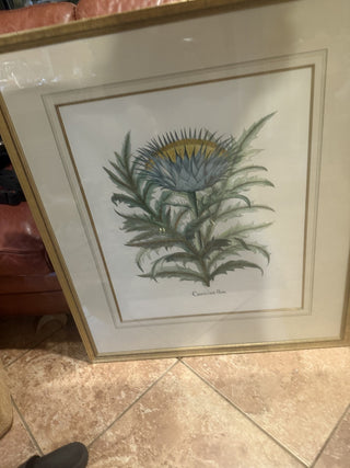 Cinera Cum Flore PV21 Botanical Print  33.5 X 29.5 VV MTS