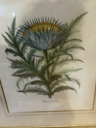 Cinera Cum Flore PV21 Botanical Print  33.5 X 29.5 VV MTS