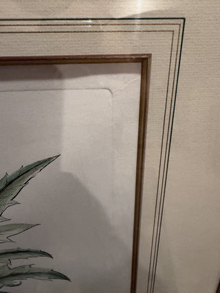 Cinera Cum Flore PV21 Botanical Print  33.5 X 29.5 VV MTS