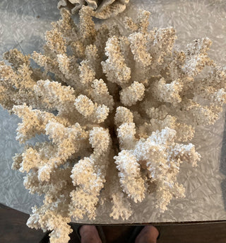 Fingerling Stem Coral (12x12x7) RSV|78783