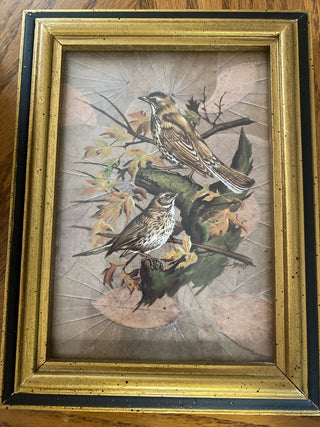 Vintage Birds Print 5x7 framed RCD