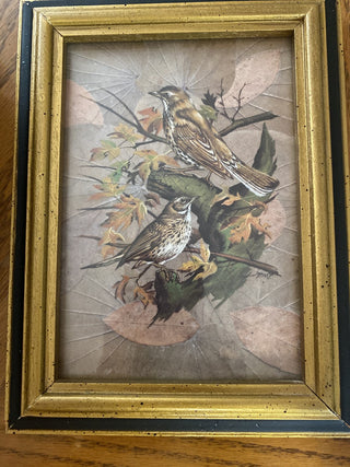 Vintage Birds Print 5x7 framed RCD