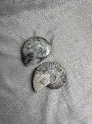 ONE Opalescent Pearlized Ammonite Fossil|52625