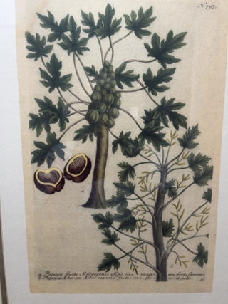 Framed 18 x 24 Botanical Print Papaya Tree