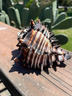 Natural Conch Black Murex Shell RCD|67670