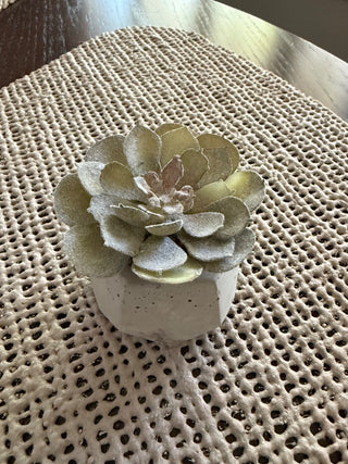 Mini Cactus in Cement Holder RSV|72319
