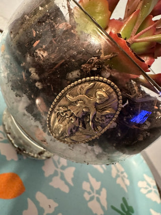 LIVE Plant, Rooted  Fairy Local Pickup Only MTS|120329