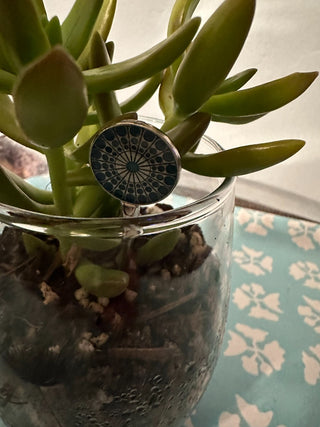 LIVE Plant, Rooted ‘Anything is Possible” Local Pickup Only MTS|120324