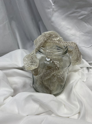 Snake Shed Skin in Glass jar|53520