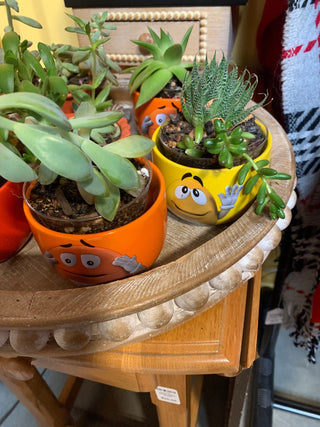 M & M  ceramic w/succulent MTS