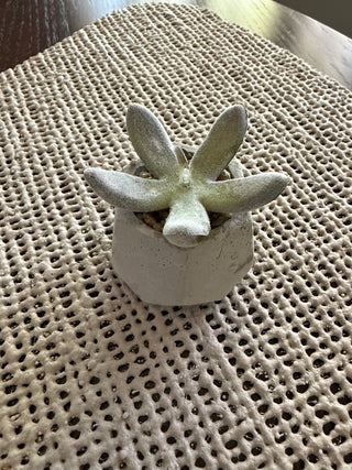 Mini Cactus in Cement Holder RSV|72317