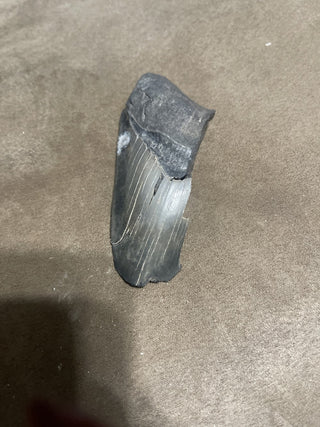 4.3 megalodon  rsv