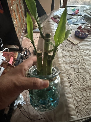 Bamboo plant #62 VV MTS|79503