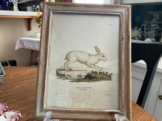 Framed Rabbit 10x13 MTS