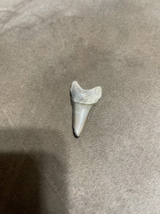 1.7 Auromako from Bone Valley rsv