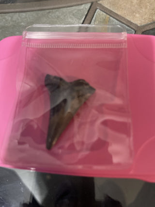 fossil meg Tooth rsv