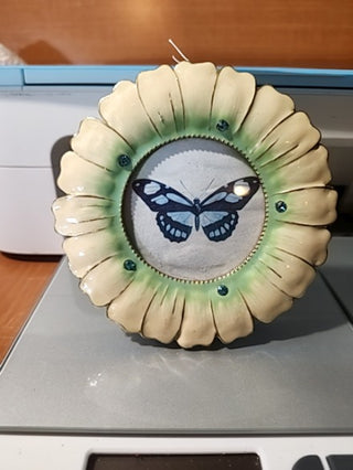 Five inch round butterfly picture