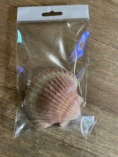 Natural Scallop Shell RCD