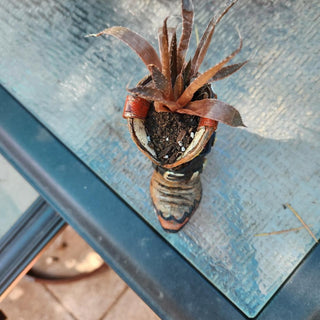 COWBOY BOOT W ALOE SUCCULENT|76446
