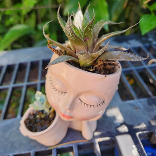 GASTERIA (LAWYERS TOUNGUE) SUCCULENT|76707