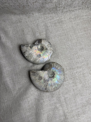 ONE Opalescent Pearlized Ammonite Fossil|52624