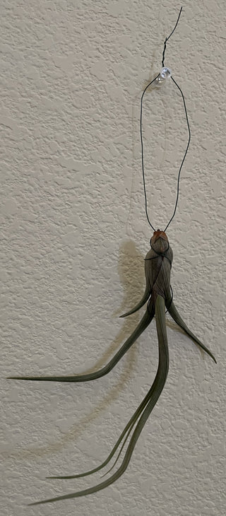 Long Airplant Tillandsia Hanging RSV|84627