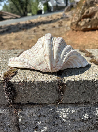 12F Bear Paw Clam Shell 7.5” MTS|94103
