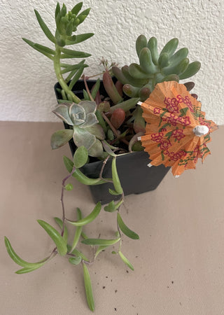 Ruby Necklace Succulent Mix Square Pot MTS|70760