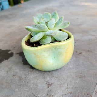 GREEN CONTAINER SUCCULENT|78456