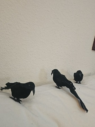 Black Birds