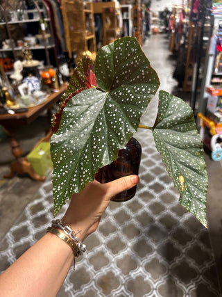 10H Begonia in amber bottle MTS|115930