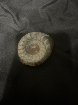 ammonite fossil from Morocco rsv