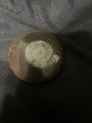 ammonite fossil from Morocco rsv