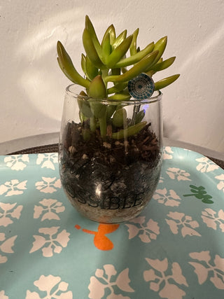 LIVE Plant, Rooted ‘Anything is Possible” Local Pickup Only MTS|120323