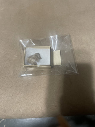 fossil oyster rsv