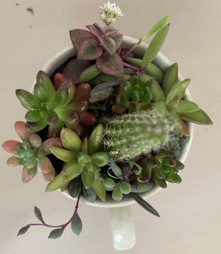 Colorful Succulent Cactus Mug MTS|70899