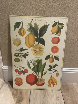 19"x27" Citrus Botanical Illustration on Pressed Board (RSV)|94131